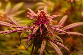 Finding Quality Marijuana Seeds in Michigan Finding Quality Marijuana Seeds in Michigan