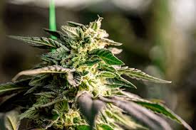 Finding Quality Marijuana Seeds in Michigan Finding Quality Marijuana Seeds in Michigan